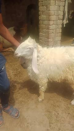 Eid ka tofa