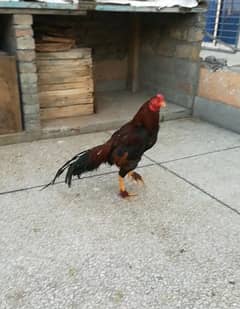 pure aseel murga amroha aseel murga available