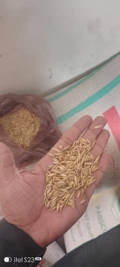 Desi Java Seed For Sale