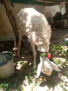 sheep