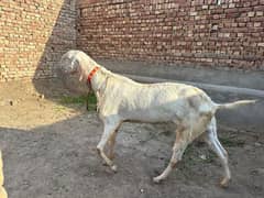 Rajanpuri bakry | bakra | Goat Pair | Qurbani | Goat