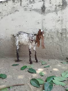 Desi Bakra / Ghar Ka / Makhi Cheeni / Khassi