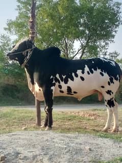 sale the bull