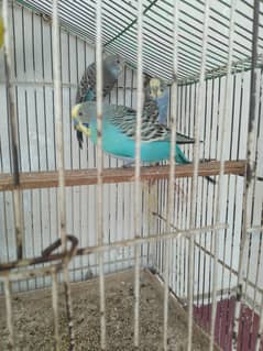 Budgie Pair for sale