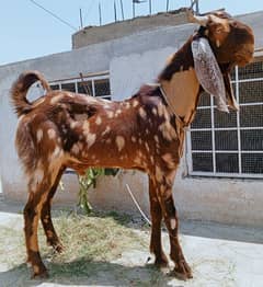 Bakra