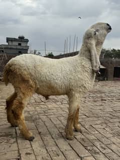 Bakra for sale, Dumba for sale, Qurbani 2025