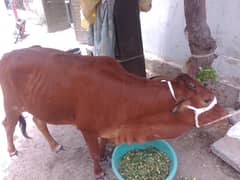 Brown Cow