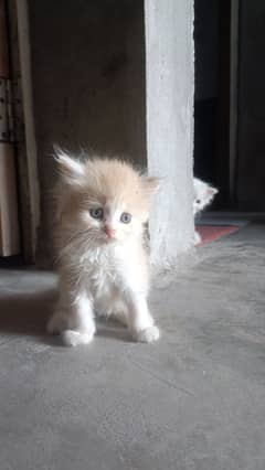 Kitten for sale
