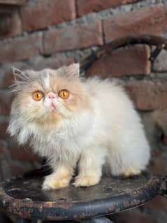 Piki Female Cat For sale