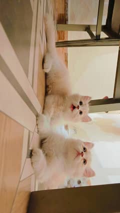 White persian kitten| fluffy| Fawn |tripple coated | kitten for sale