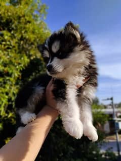 Siberian husky 3 months old