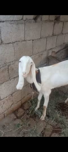 rajenpori original goat . 03002539236