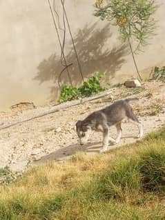 Siberian