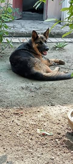 German shepherd female for sale