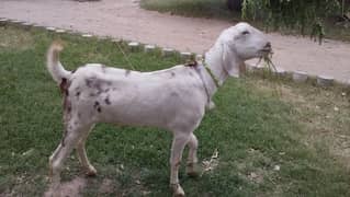 bakra
