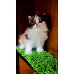 Persian hamalian british punch face piki face cat's and kitten's
