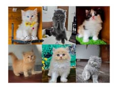 Persian hamalian british punch face piki face cat's and kitten's