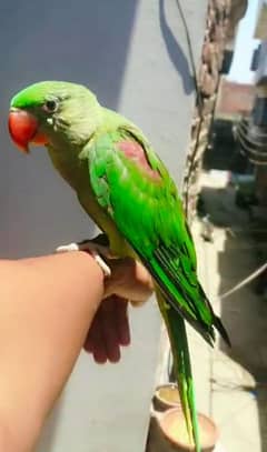 Raw parrot Hand Tamed 03104255076
