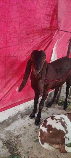 ghar ka pala hova mashallah healthy and active