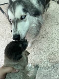 Husky