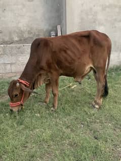 Qurbani bail