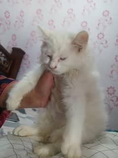 Persian cat