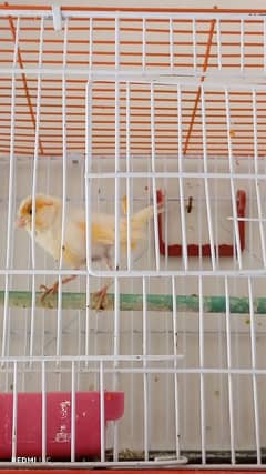 finches, mosaic Canary