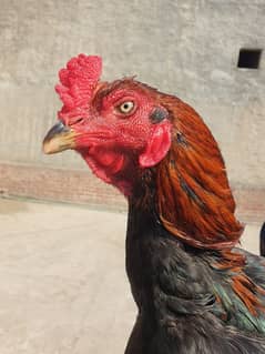 Aseel