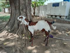 Rajanpuri