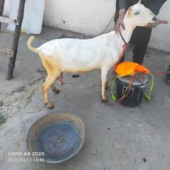 White tedyy with two kids