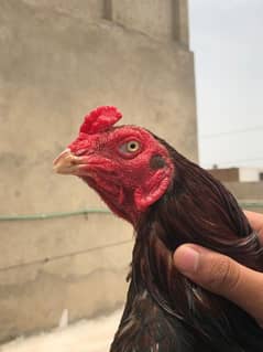 aseel murga miawali nasal