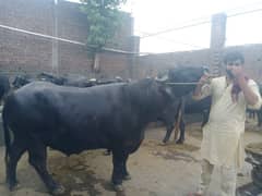 cow