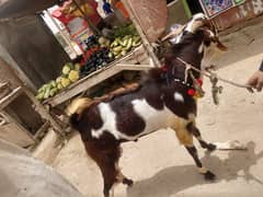 bakra
