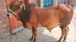 Janwar For Sale Discount Rate