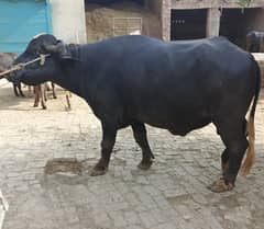katta | wacha | Bull | buffalo | Qurbani | Animal | بچرا | jhotta