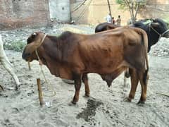 Qurbani