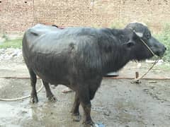 katta