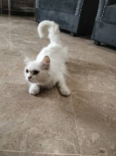 Female Persian cat for sell long hair, fluffy