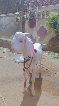 Rajanpuri Spotless Gulabi breeder age 6 months