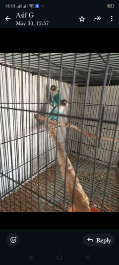 blue fisher aplit into