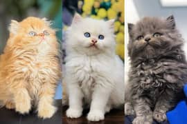 Persian triple coated punch face kitten available for sale