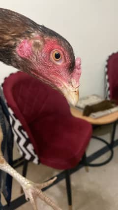 aseel female 1 year old