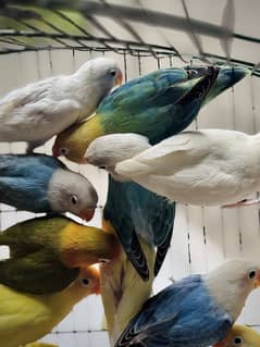 Lovebirds