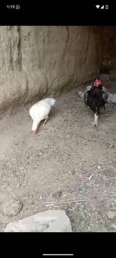 pair