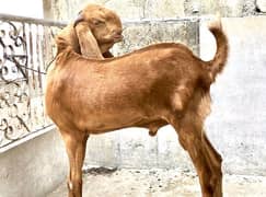 High Quality Beetal Male 2 Dant Available For Sale