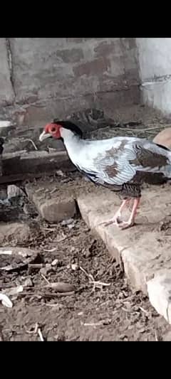 Pheasant male for sale