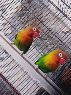 Home breed healthy birds.
