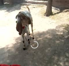 Bakra for sale