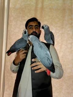 African Grey Parrot Grey Parrot Grey Parrots Chicks grey parrot Cango