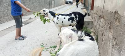 2 bakra ha